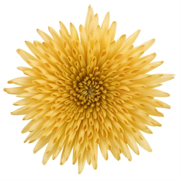 Anastasia Bronze Gold Disbuds/Mums Chrysanthemum Flowers by